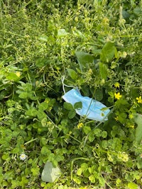 a blue medical mask laying in the grass