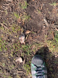 a person standing on the ground with a pair of shoes