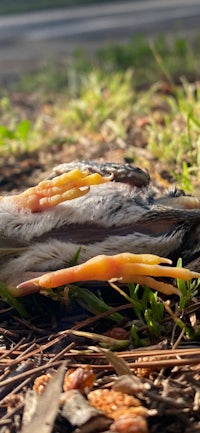 a dead bird laying on the ground