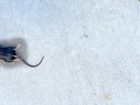 a black rat is walking on a concrete floor