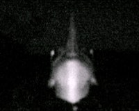 a black and white image of a shark in the dark