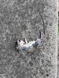 a dead rat on the ground