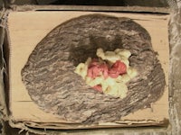 a piece of bread is sitting on top of a piece of wood