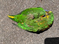 a green and yellow parrot laying on the ground