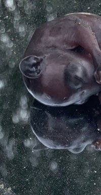 a baby tapir is laying in a puddle of water