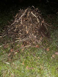 a bird's nest on the ground next to a fire hydrant