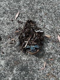 a blue bird's nest on the ground