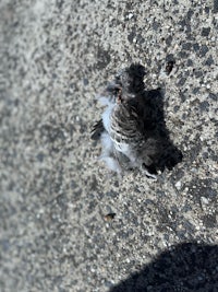 a dead bird on the ground