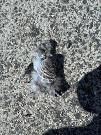 a dead pigeon on the ground