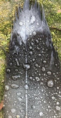 a black feather with water droplets on it