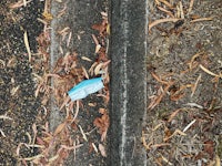 a blue toothbrush lying on the ground