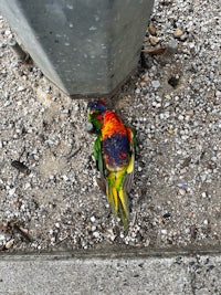 a colorful bird laying on the ground next to a pole