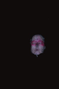 an image of a pink face in the dark